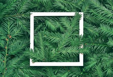 Çam dalı beyaz kağıt çerçeve ile yaratıcı arka plan. Yeni yıl ve mutlu Noeller kavramı.