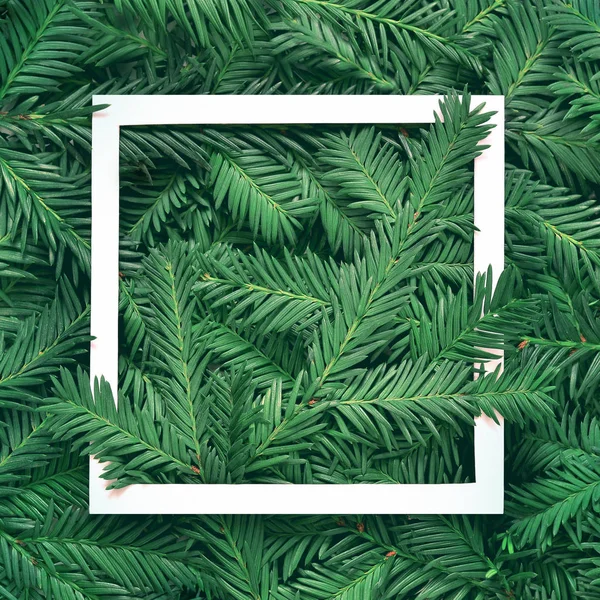Fond créatif de branche de pin avec cadre en papier blanc. Nouvel An et Joyeux Noël Concept . — Photo