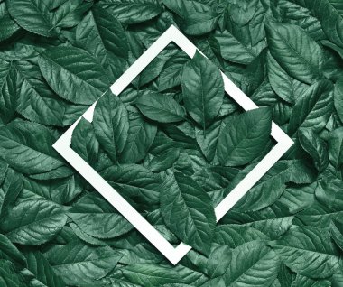 Yaprak kağıt çerçeve ile yapılmış yaratıcı düzeni. Düz yatıyordu. Doğa kavramı