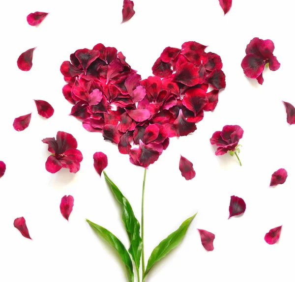 Heart made of flower petals. Red petals heart over white background. Top view. Love and romantic theme. — Stock Photo, Image