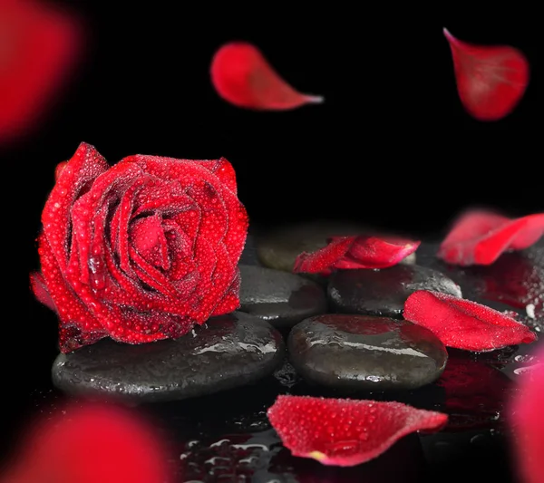 Spa stones and rose petals over black background — Stock Photo, Image