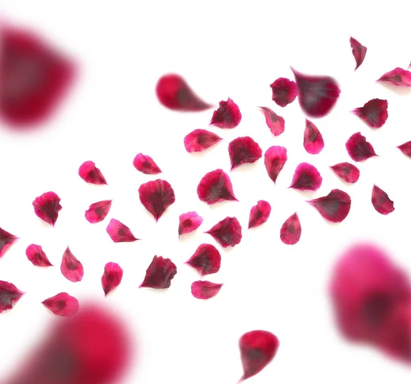 Red flower petals breeze, isolated on white — Stock Photo, Image