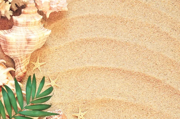 Simpukankuoret hiekalla taustana — kuvapankkivalokuva