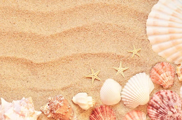 Sea shells with sand as background — Stock Photo, Image