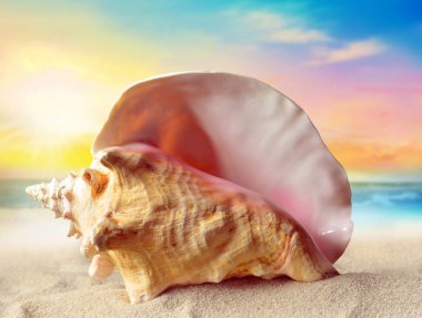 Kumsalda deniz kabuğu