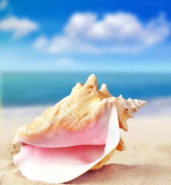 Shell sulla spiaggia — Foto Stock