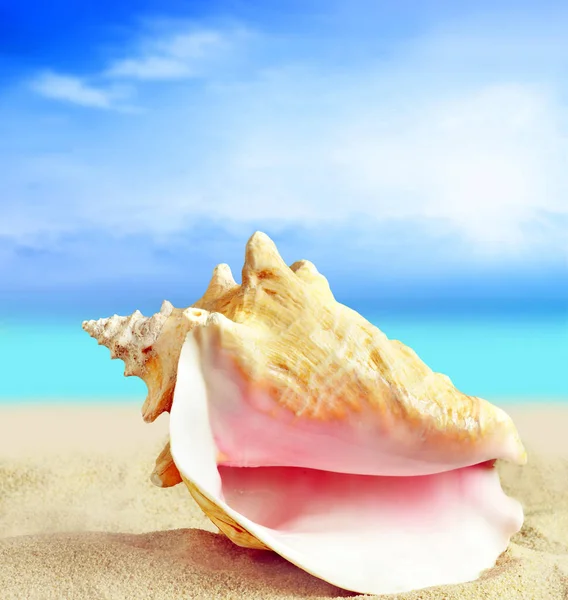 Shell στην παραλία — Φωτογραφία Αρχείου