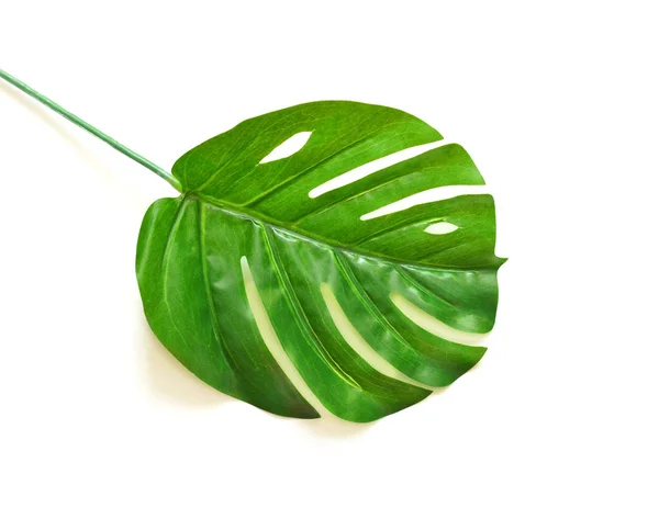 Большой зеленый лист пальмы на белом фоне . — стоковое фото