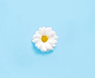 Bahar ya da yaz kopya alanı metin için arka plan. Chamomiles beyaz çiçek sarı kalp ile. Üstten Görünüm.