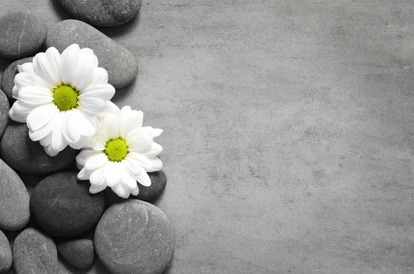 Set weißer Blumen auf Kiesel — Stockfoto