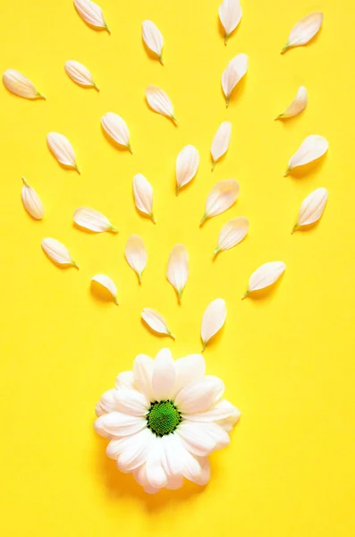 Fondo de primavera o verano con espacio de copia para texto. Chamomiles flor blanca con corazón amarillo. Vista superior . — Foto de Stock