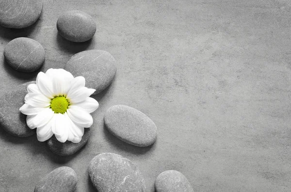 小石に白い花のセット — ストック写真