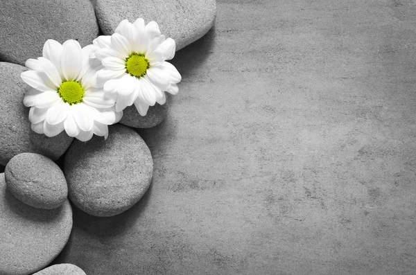 Set weißer Blumen auf Kiesel — Stockfoto