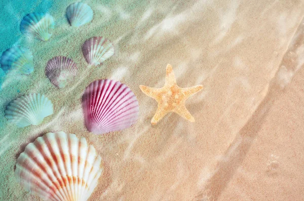 Estrela-do-mar e concha na praia de verão na água do mar . — Fotografia de Stock