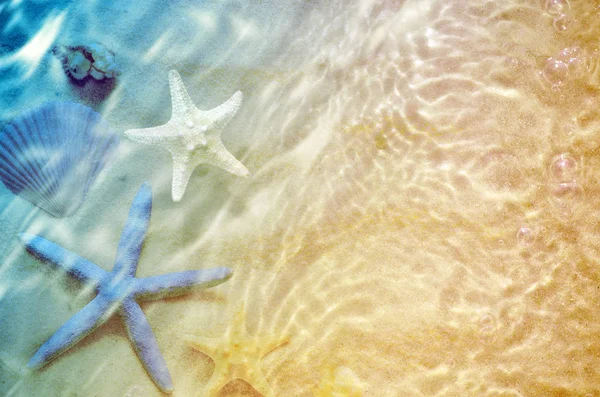 Estrella de mar y concha en la playa de verano en agua de mar . — Foto de Stock