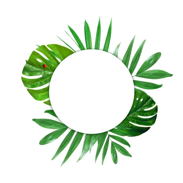 Diseño creativo del follaje sobre un fondo blanco con espacio para el texto. Marco de hojas verdes. Fondo floral. Vista desde arriba — Foto de Stock