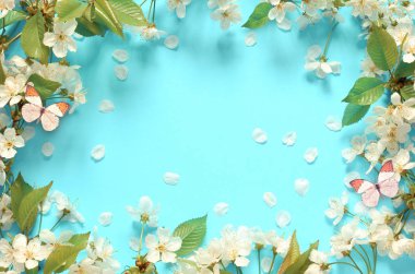 Wild Cherry blossom ve kelebek.