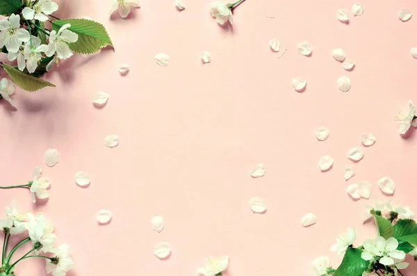 Ramos floridos e pétalas sobre um fundo rosa — Fotografia de Stock