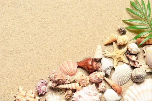 ヒトデと貝殻砂の海。コピー スペース平面図. — ストック写真