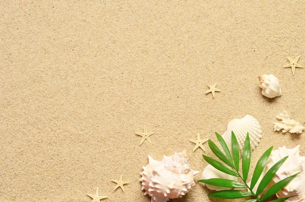 Sea sand with starfish and shells. Top view with copy space. — Stock Photo, Image