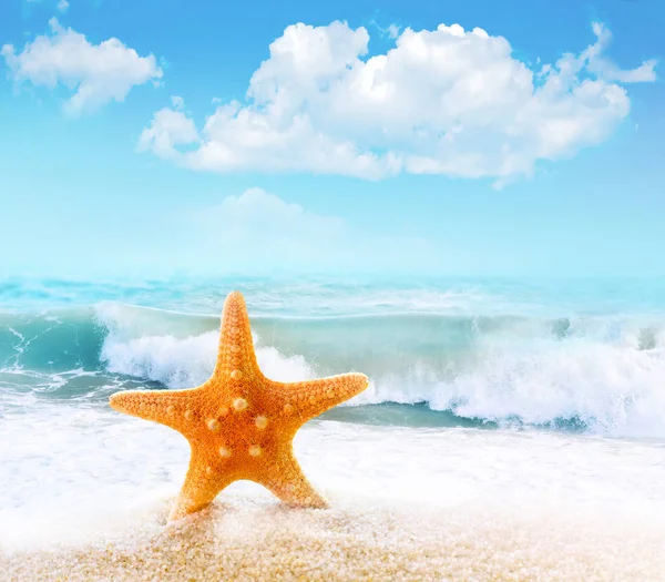 Starfish on sandy beach — Stock Photo, Image