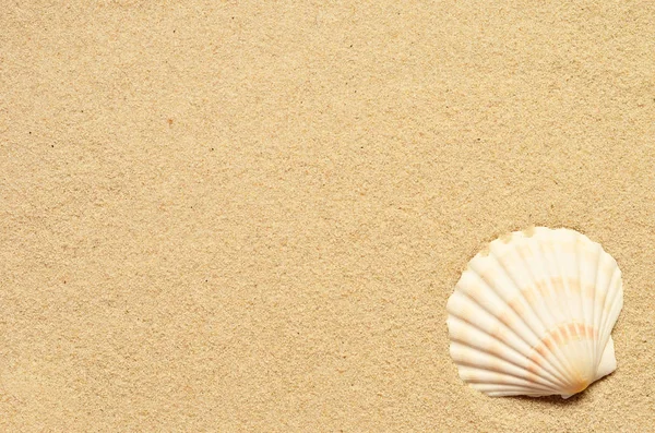 Sea sand with seashell. Top view with copy space. — Stock Photo, Image