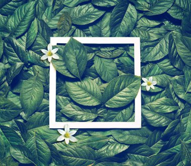 Yaprak kağıt çerçeve ile yapılmış yaratıcı düzeni. Düz yatıyordu. Doğa kavramı