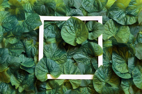 Yaprak kağıt çerçeve ile yapılmış yaratıcı düzeni. Düz yatıyordu. Doğa kavramı — Stok fotoğraf