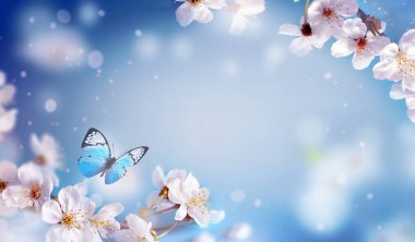 Bulanık doğa arka planında kiraz çiçekleri. Bahar çiçekleri. Bokeh 'le bahar arkaplanı. Kelebek