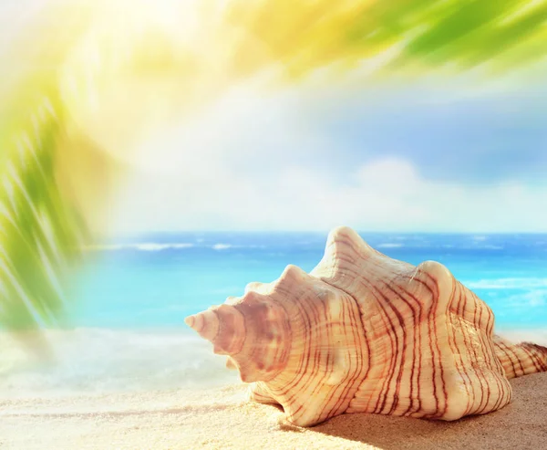 Sommerstrand mit Muschel im weißen Sand und tropischem Palmenblatt. — Stockfoto