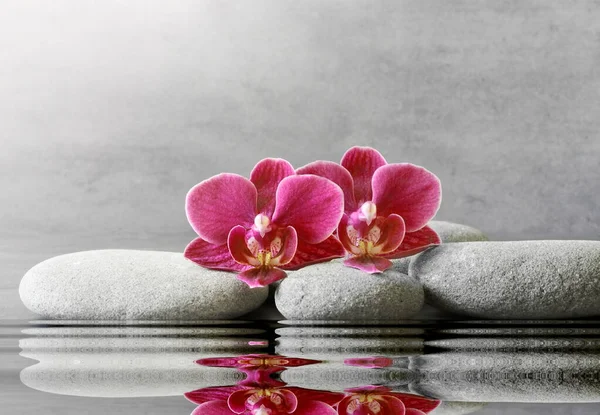 Piedras de spa y flor de orquídea sobre fondo gris —  Fotos de Stock
