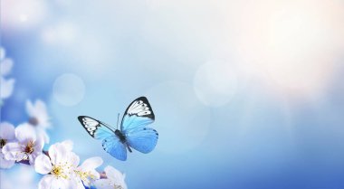 Doğanın arka planında çiçek ağacı var. Bahar çiçekleri. Bahar arkaplanı.