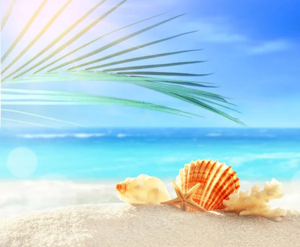 Zomerstrand met schelpen in wit zand en tropisch palmblad. — Stockfoto