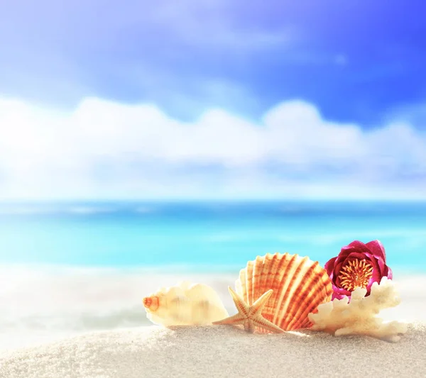 熱帯のビーチでシェルと風景。夏のコンセプト. — ストック写真