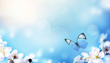 Doğanın arka planında çiçek ağacı var. Bahar çiçekleri. Bahar arkaplanı.