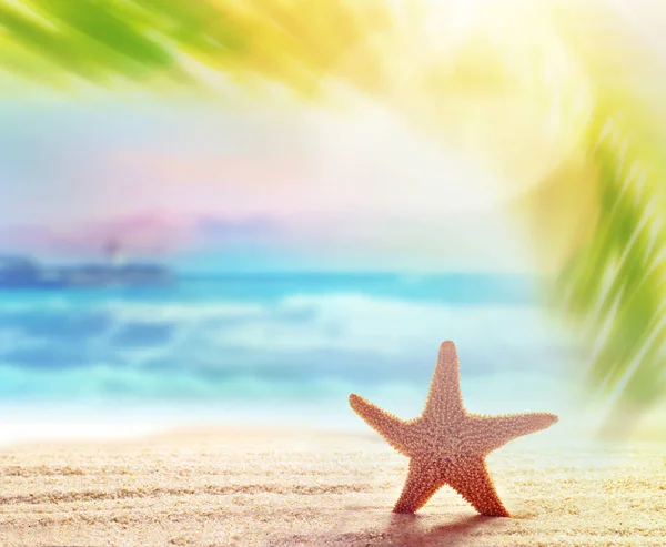 Fondo playa de arena de verano. Hoja de palma, estrellas de mar, mar y cielo. Concepto de verano . — Foto de Stock