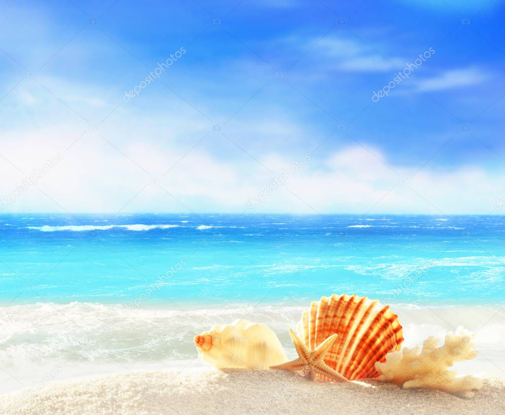 Landscape with shells on tropical beach. Summer concept.