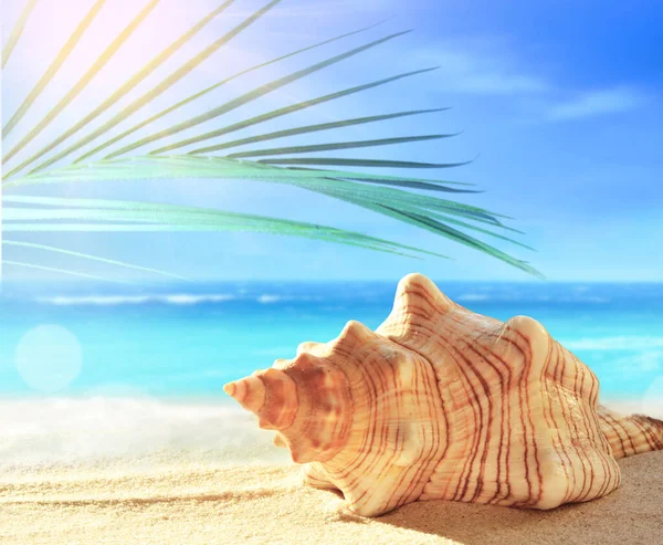 白い砂浜と熱帯ヤシの葉の貝殻を持つ夏のビーチ. — ストック写真