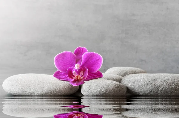 Piedras de spa y flor de orquídea sobre fondo gris —  Fotos de Stock