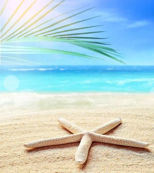 Nyári homokos strand háttér. Pálmalevél, tengeri csillag, tenger és ég. Nyári koncepció. — Stock Fotó