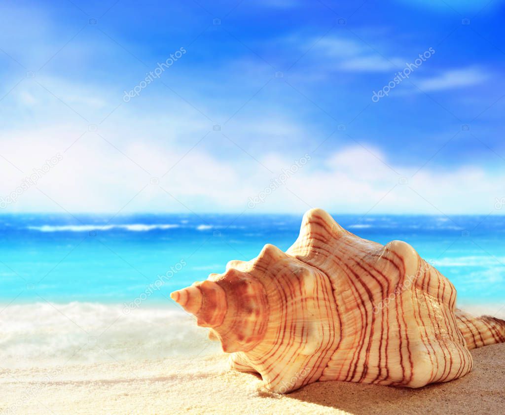 Landscape with shells on tropical beach. Summer concept.