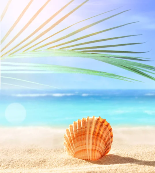 Summer beach with seashell on sand and tropical palm leaf. — Stock Photo, Image