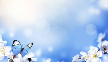 Doğanın arka planında çiçek ağacı var. Bahar çiçekleri. Bahar arkaplanı