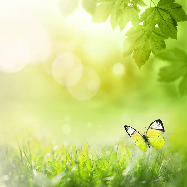 Close-up natuur uitzicht op groen blad op wazig groen achtergrond in de tuin met kopieerruimte en achtergrond natuurlijke groene planten landschap, ecologie, — Stockfoto