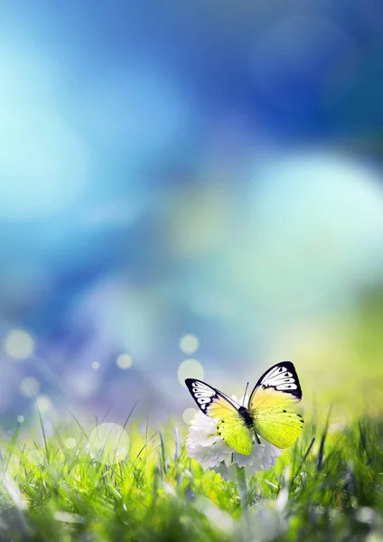 Nature summer meadow bright flower in green grass background. Blue sky and butterfly. — 스톡 사진