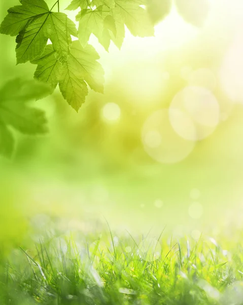 背景为绿叶和青草,夏季或春季. 背景自然绿植物景观、生态 — 图库照片