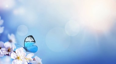 Doğanın arka planında çiçek ağacı var. Bahar çiçekleri. Bahar arkaplanı