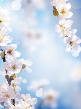 Blossom tree over nature background. Spring flowers. Spring Background clipart