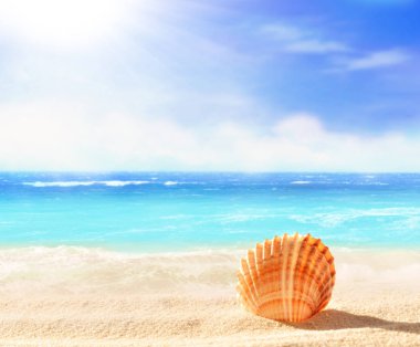 Tropikal plajda deniz kabuğuyla manzara. Yaz konsepti.