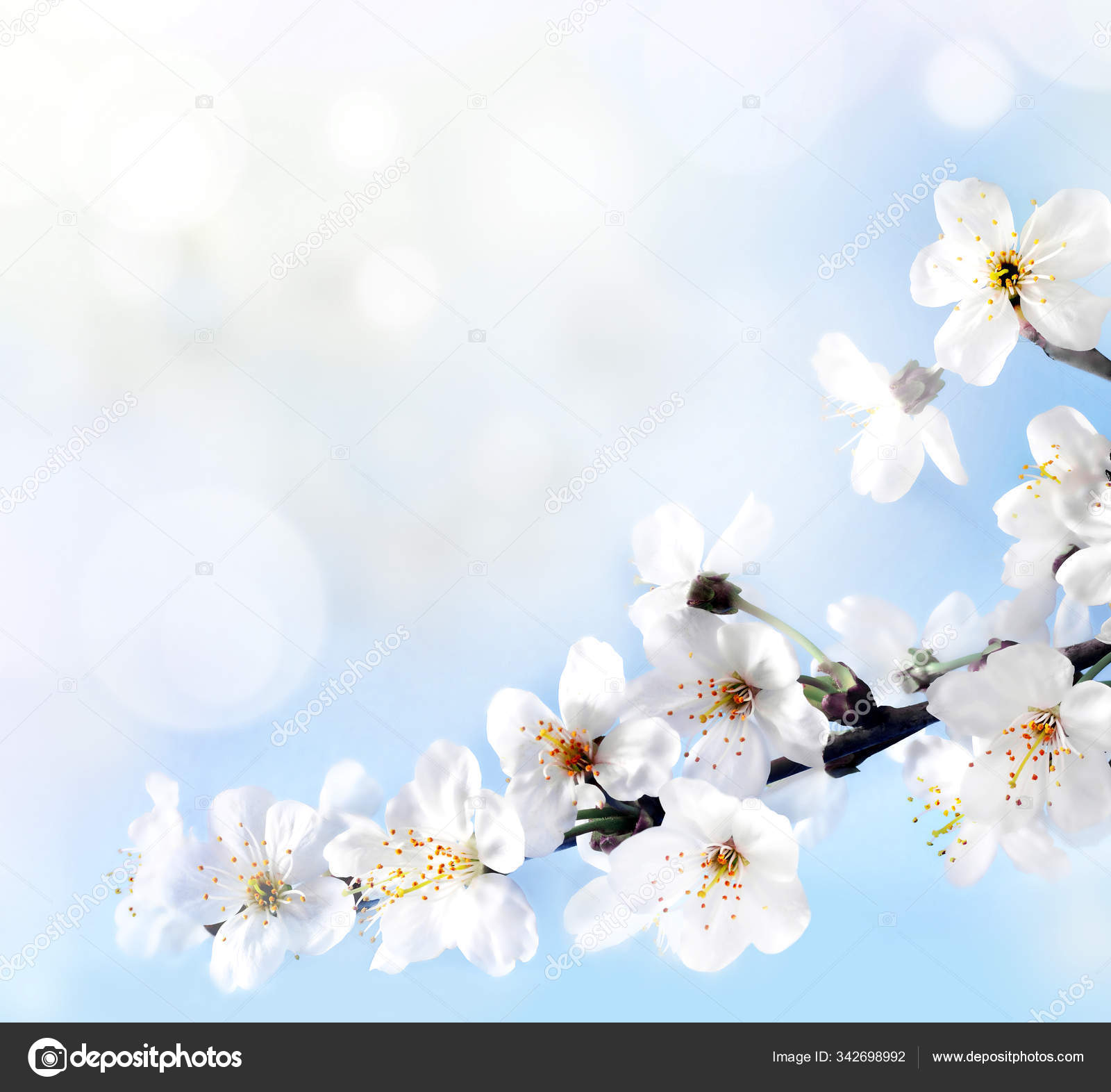 Bluhender Baum Uber Der Natur Hintergrund Fruhlingsblumen Fruhlingshintergrund Stockfotografie Lizenzfreie Fotos C Catwoman10 342698992 Depositphotos